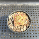 Echeveria sp. 1" Succulent Plant