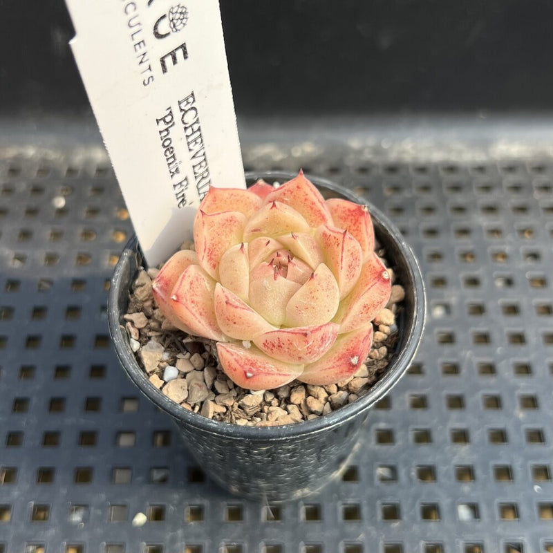 Echeveria 'Phoenix Fire' 2