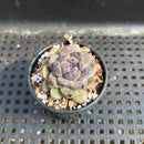 Echeveria 'Red Crystal' x 'Black Rose' 1"-2" Succulent Plant