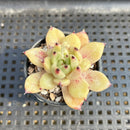 Echeveria Agavoides sp. 1"-2" Succulent Plant