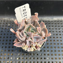 Echeveria 'Trumpet Pinky' 2" Succulent Plant