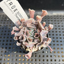 Echeveria 'Trumpet Pinky' 2" Succulent Plant