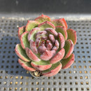 Echeveria sp. 2"-3" Succulent Plant