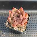 Echeveria Agavoides sp. 2" Succulent Plant