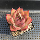 Echeveria Agavoides sp. 2" Succulent Plant