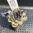 Echeveria 'Red Crystal' x 'Black Rose' 2" Succulent Plant