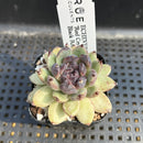 Echeveria 'Red Crystal' x 'Black Rose' 2" Succulent Plant