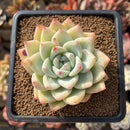 Echeveria 'Carla' 2" Succulent Plant Cutting