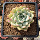 Echeveria 'Carla' 2" Succulent Plant Cutting