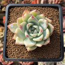 Echeveria 'Carla' 2" Succulent Plant Cutting
