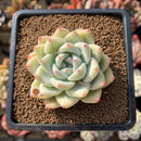 Echeveria 'Carla' 2" Succulent Plant Cutting