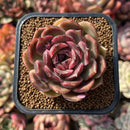 Echeveria 'Oliana' 2" Succulent Plant Cutting