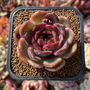 Echeveria 'Oliana' 2" Succulent Plant Cutting