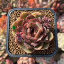 Echeveria 'Oliana' 2" Succulent Plant Cutting