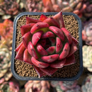 Echeveria Agavoides 'Amestro' 2" Succulent Plant Cutting