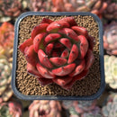Echeveria Agavoides 'Amestro' 2" Succulent Plant Cutting
