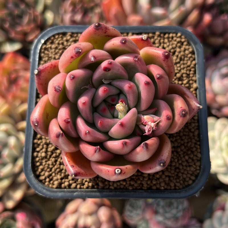 honey pink succulent Echeveria Agavoides 'Honey Pink 2" Succulent Plant – True Succulents Plant  Co