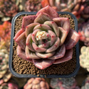 Echeveria 'Pink Champaign' 2" Succulent Plant Cutting
