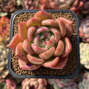 Echeveria 'Orange Champaign' 2" Succulent Plant Cutting
