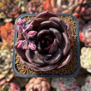 Echeveria 'Black Mink' 2" Succulent Plant Cutting