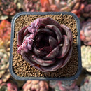 Echeveria 'Black Mink' 2" Succulent Plant Cutting