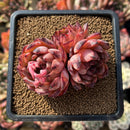 Echeveria 'Nomad' 2" Succulent Plant Cutting