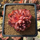 Echeveria 'Nomad' 2" Succulent Plant Cutting
