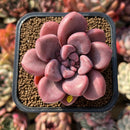 Graptopetalum 'Polari Heart' 2" Extra Wide Leaf Succulent Plant