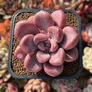Graptopetalum 'Polari Heart' 2" Extra Wide Leaf Succulent Plant