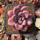 Graptopetalum 'Polari Heart' 2" Extra Wide Leaf Succulent Plant