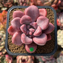 Graptopetalum 'Polari Heart' 2" Extra Wide Leaf Succulent Plant