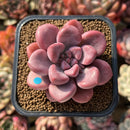 Graptopetalum 'Polari Heart' 2" Extra Wide Leaf Succulent Plant