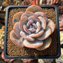 Echeveria 'Cream Tea' 3" Succulent Plant Cutting
