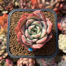 Echeveria 'Salmon' 2" Succulent Plant Cutting