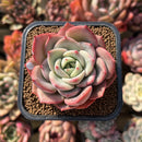 Echeveria 'Salmon' 2" Succulent Plant Cutting