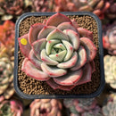 Echeveria 'Salmon' 2" Succulent Plant Cutting