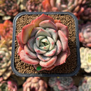 Echeveria 'Salmon' 2" Succulent Plant Cutting