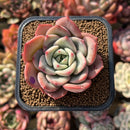 Echeveria 'Salmon' 2" Succulent Plant Cutting