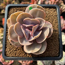Echeveria 'Butterfly' 2" Succulent Plant Cutting