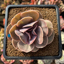 Echeveria 'Butterfly' 2" Succulent Plant Cutting