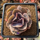 Echeveria 'Butterfly' 2" Succulent Plant Cutting