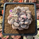Graptoveria 'Highstone' 3" Succulent Plant Cutting