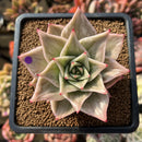Echeveria 'Jade Star' Variegated 2" Succulent Plant Cutting