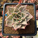 Echeveria 'Jade Star' Variegated 2" Succulent Plant Cutting