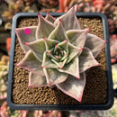 Echeveria 'Jade Star' Variegated 2" Succulent Plant Cutting