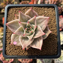 Echeveria 'Jade Star' Variegated 2" Succulent Plant Cutting