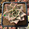 Echeveria 'Jade Star' Variegated 2" Succulent Plant Cutting