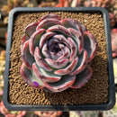 Echeveria 'Dark Opal' 2"-3" Succulent Plant Cutting