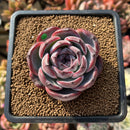 Echeveria 'Dark Opal' 2"-3" Succulent Plant Cutting