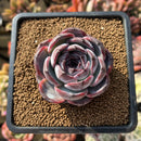 Echeveria 'Dark Opal' 2"-3" Succulent Plant Cutting